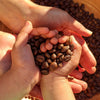 Single origin, Specialty Indian Coffee. Heritage blend of Plantation-A Peaberry coffee. Tasting notes include chocolate cherry caramel, rich smooth mouthfeel.