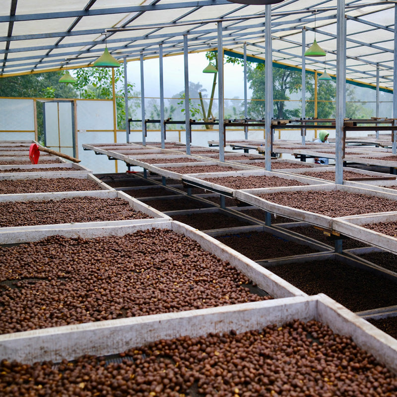 Large indoor space with rows of trays containing soil or compost, likely used for agricultural or horticultural purposes.