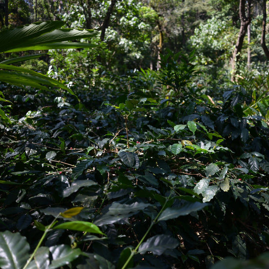 Coffee plants growing in a forested area