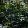 Coffee plants growing in a forested area