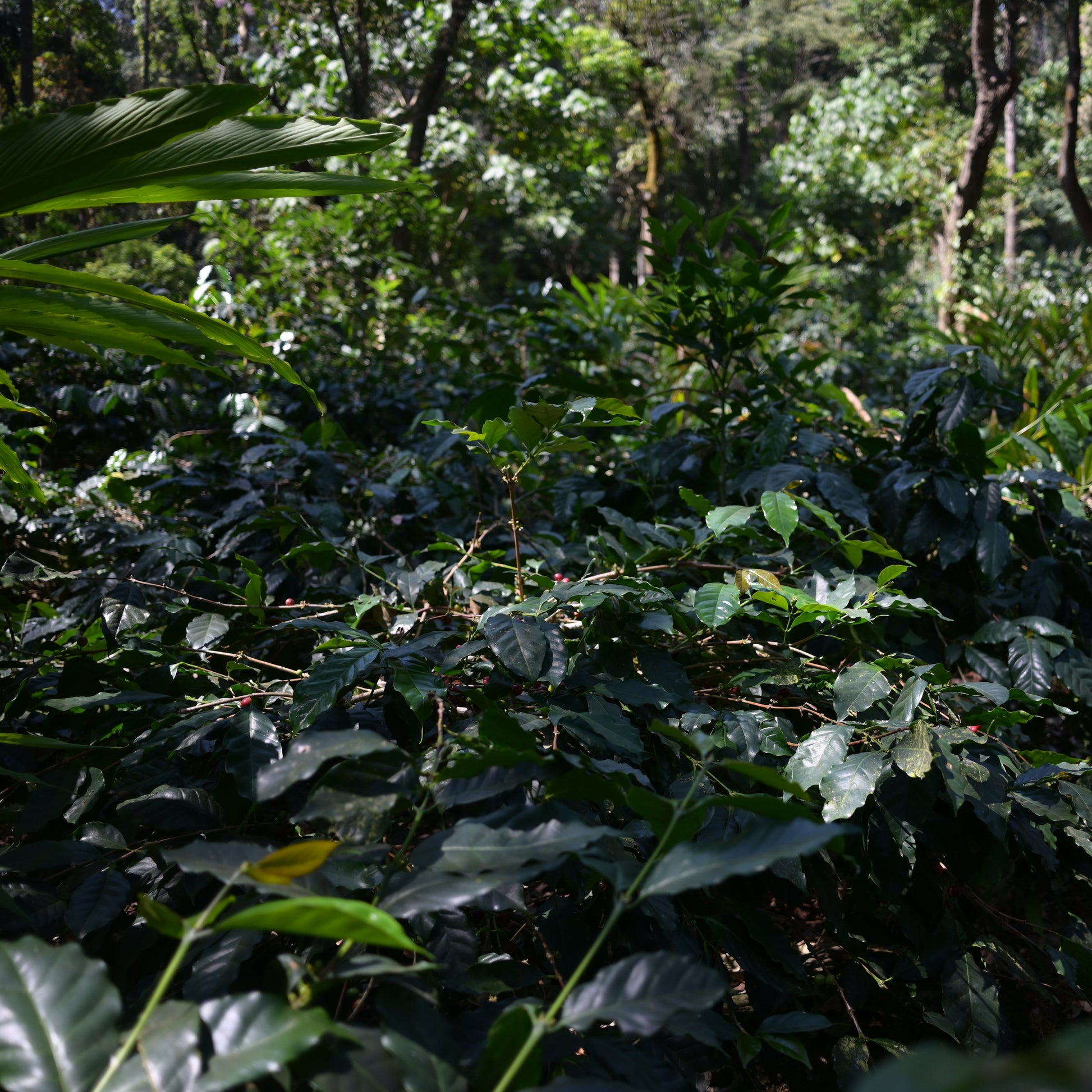 Coffee plants growing in a forested area