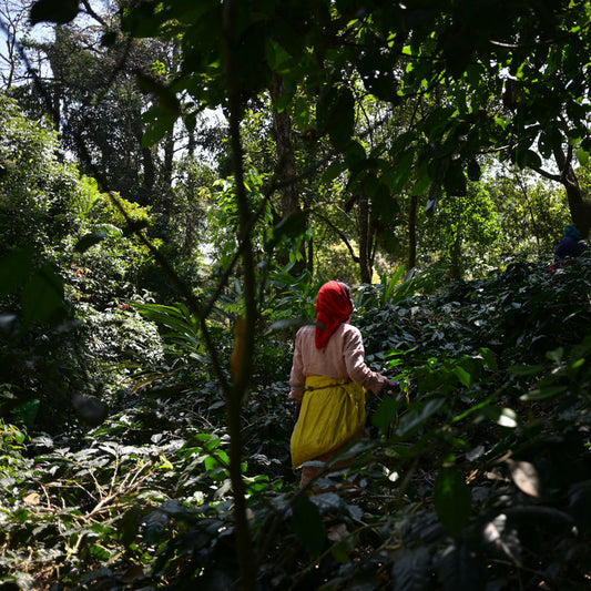 Person walking through a coffee plantation with trees and greenery