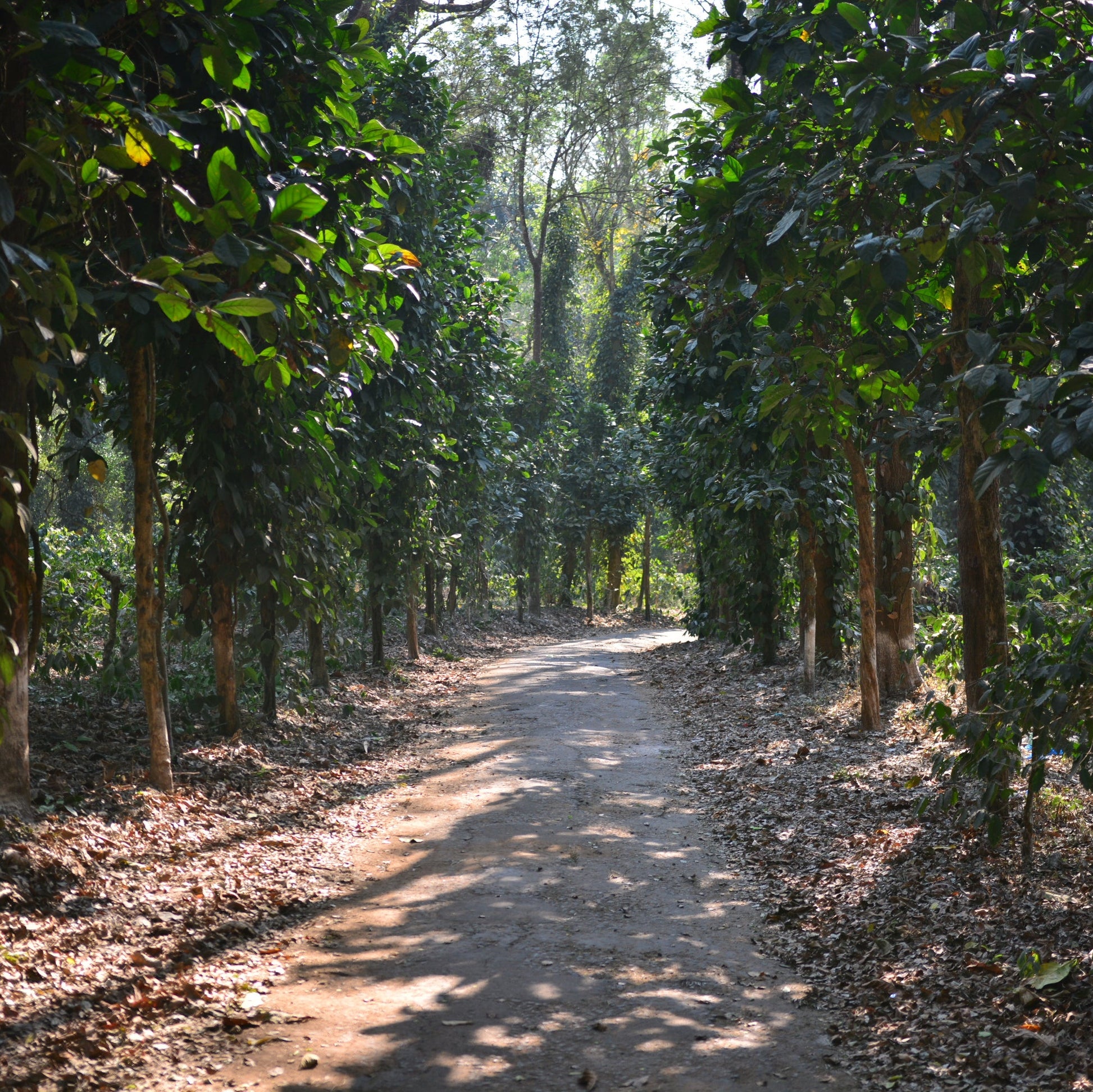 Winding path through a coffee plantation with trees on either side.