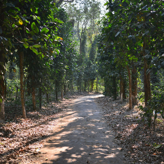 Winding path through a coffee plantation with trees on either side.