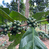 Green coffee berries on a branch with leaves in a forest setting