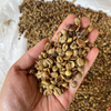 Hand holding hulled green Excelsa coffee beans