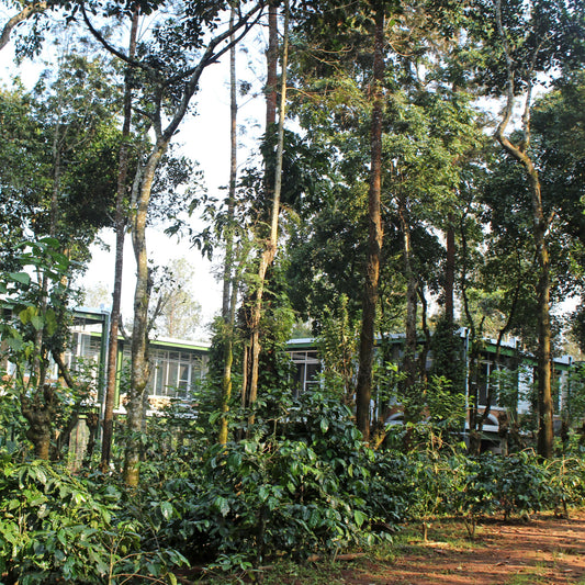 Forest with buildings partially obscured by trees