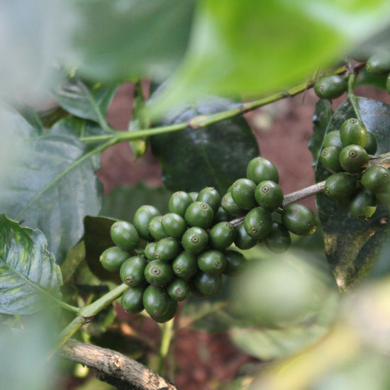 Amruthavarshini estate specialty coffee, Aldur Hobli, Chikmagalur, Karnataka, India. Artisanal specialty coffee producer.