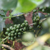 MICROLOT | Amruthavarshini Robusta