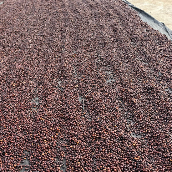 Close-up of drying yard with coffee cherries