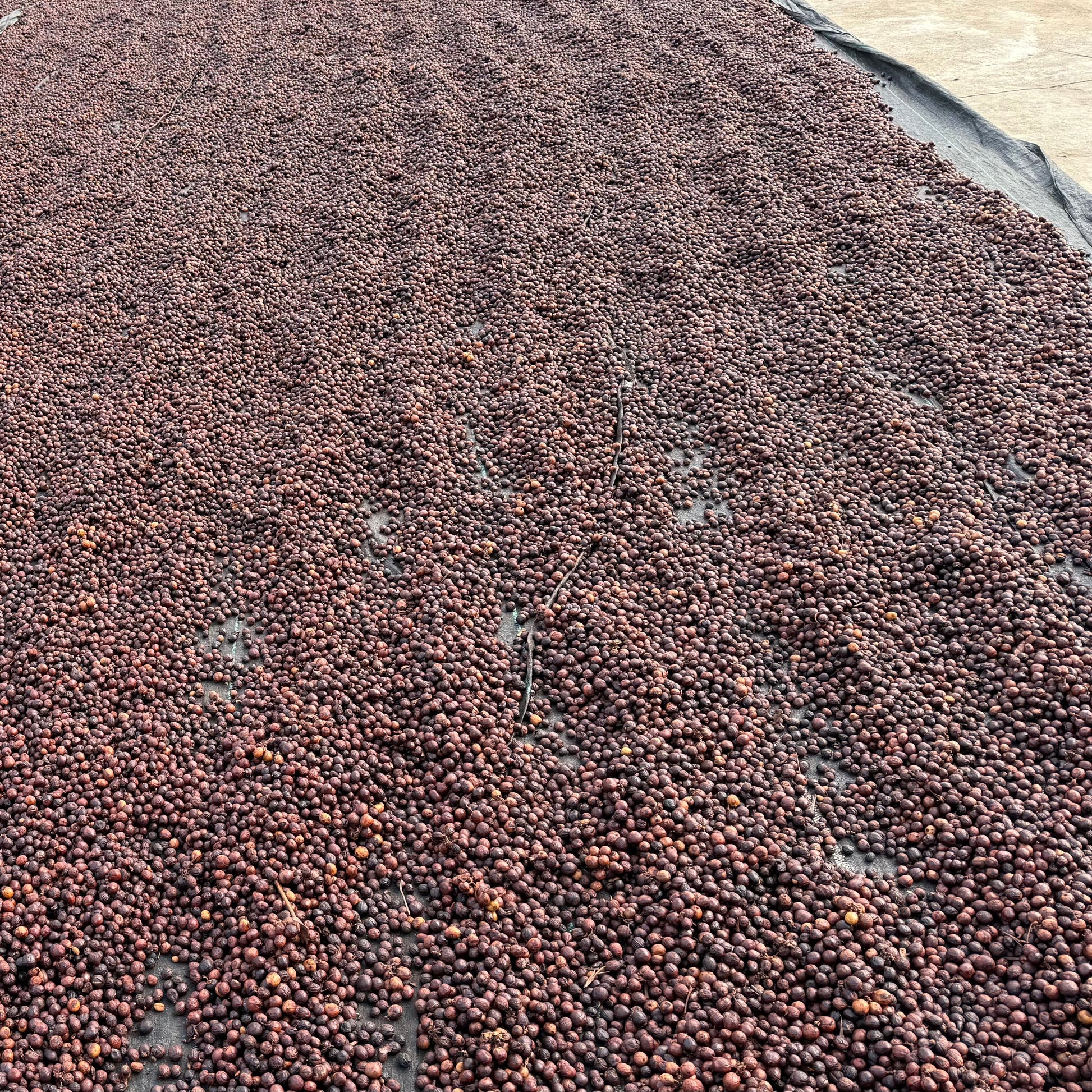 Close-up of drying yard with coffee cherries