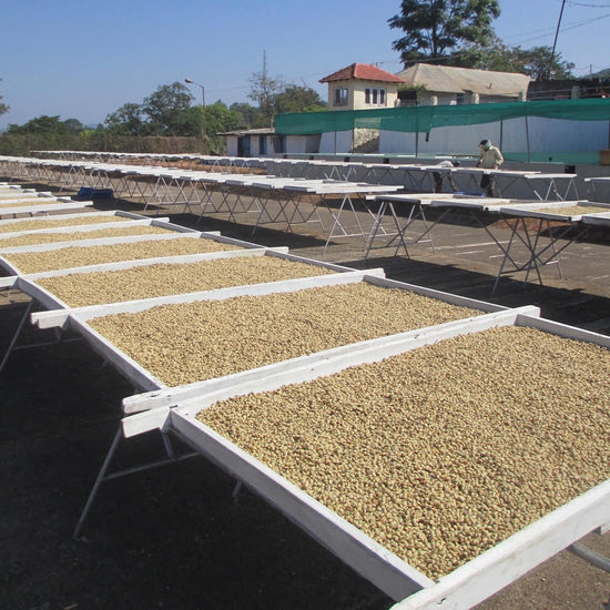 Coffee beans drying on trays under a clear blue sky