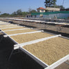 Coffee beans drying on trays under a clear blue sky