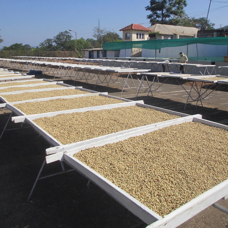 Coffee beans drying on trays under a clear blue sky