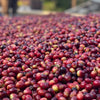 Indian specialty coffee - shade grown and handpicked for a delicious smooth flavor