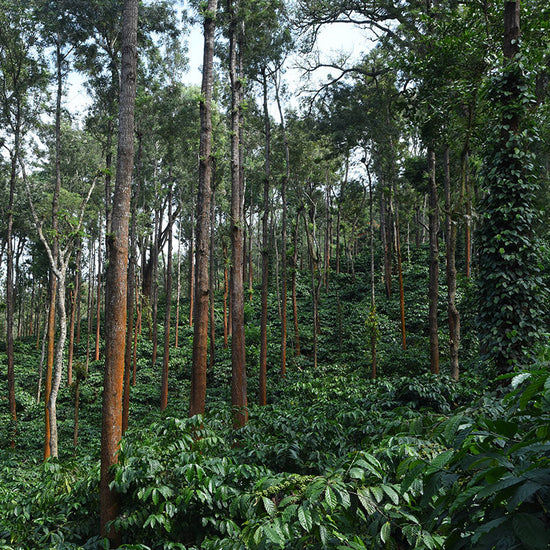 Tall trees with a mix of green and brown in a forest setting