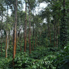 Tall trees with a mix of green and brown in a forest setting