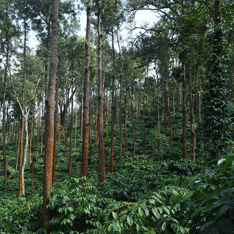 Tall trees with a mix of green and brown in a forest setting