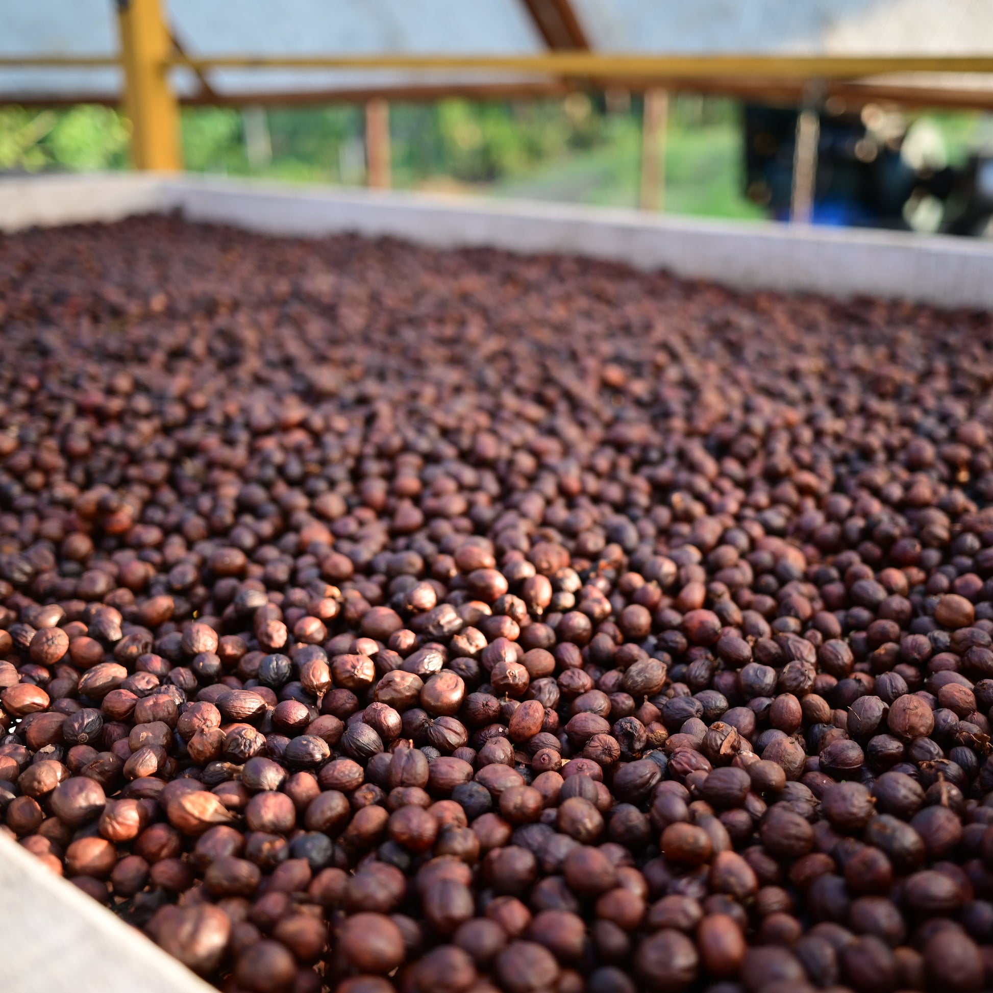 Drying coffee beans in a sunlit outdoor setting