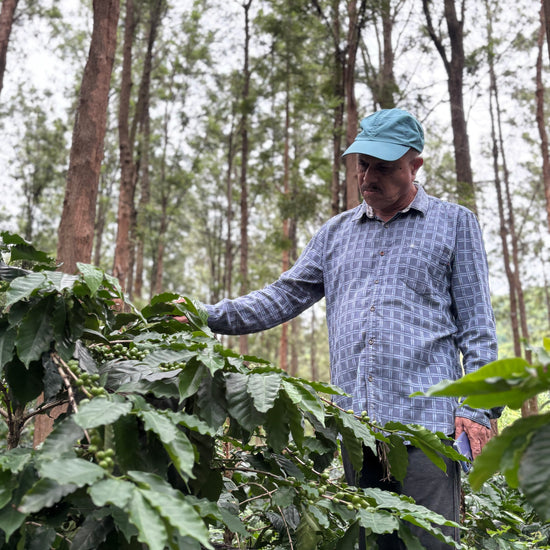 SM Plantation run by Satya Narayan Satapathy, boutique coffee farm in Koraput Odisha 