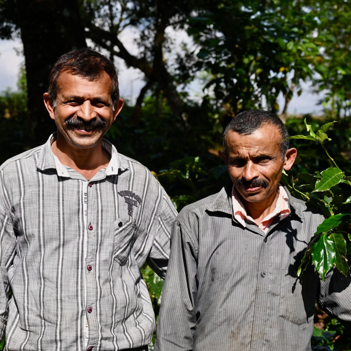 Two men standing in a coffee plantation with coffee cherries.