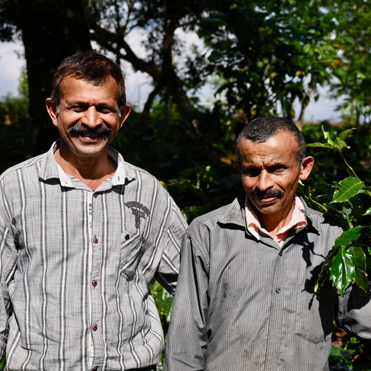 Two men standing in a coffee plantation with coffee cherries.