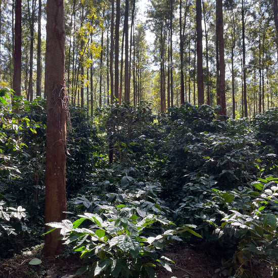 SM Plantation run by Satya Narayan Satapathy, boutique coffee farm in Koraput Odisha 