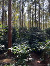 SM Plantation run by Satya Narayan Satapathy, boutique coffee farm in Koraput Odisha 