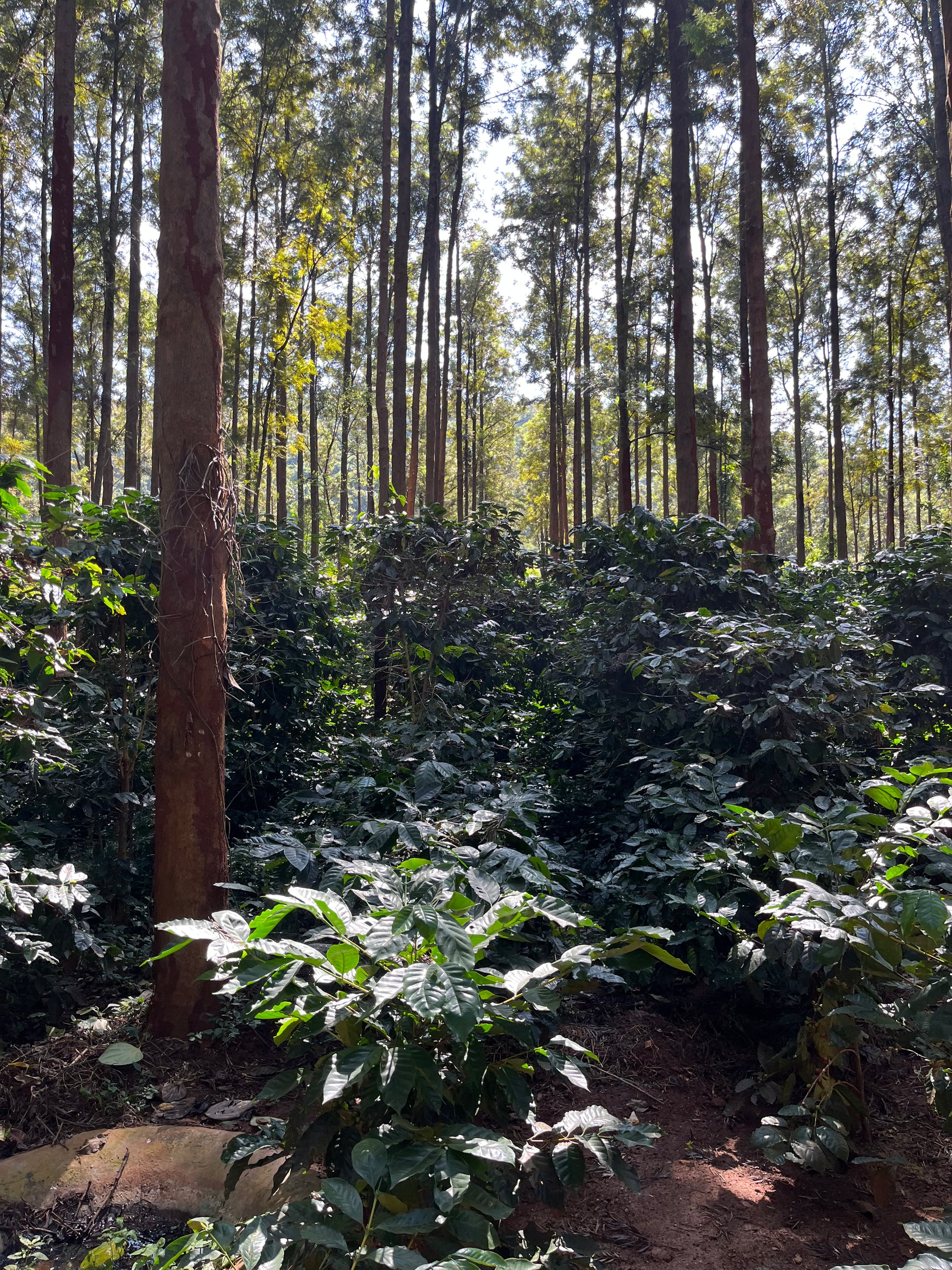 SM Plantation run by Satya Narayan Satapathy, boutique coffee farm in Koraput Odisha 