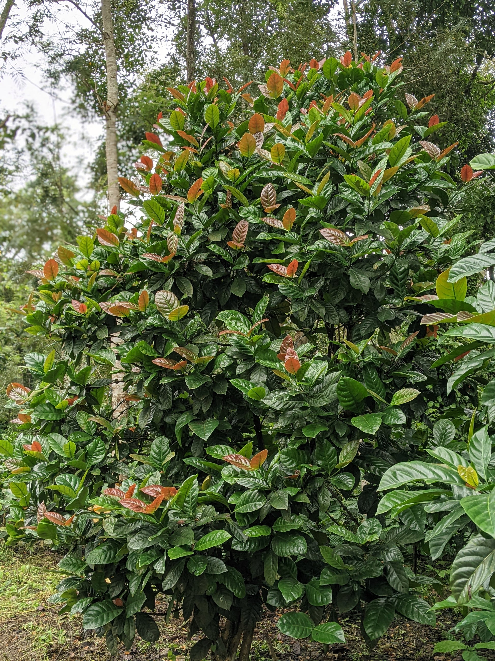 Single origin, Specialty Indian Coffee, Mooleh Manay Excelsa, Coorg Karnataka. Kaveri Special Release
