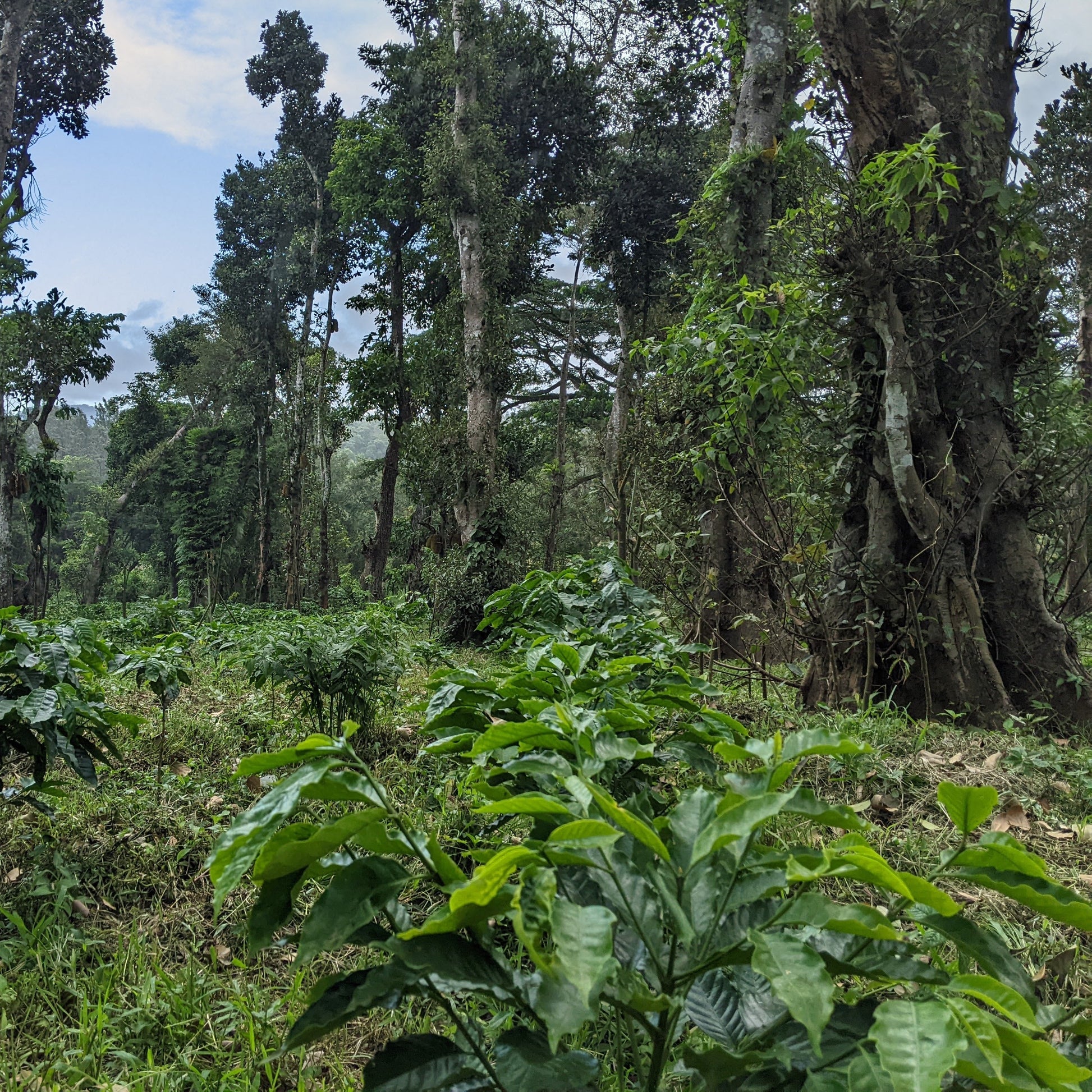A lush green forest scene with tall trees, dense undergrowth, and leafy plants in the foreground under a partly cloudy sky.