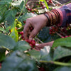 Indian specialty coffee - shade grown and handpicked for a delicious smooth flavor