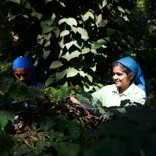 Two women wearing blue headscarves work among leafy green coffee plants, picking ripe berries in a sunlit outdoor setting.