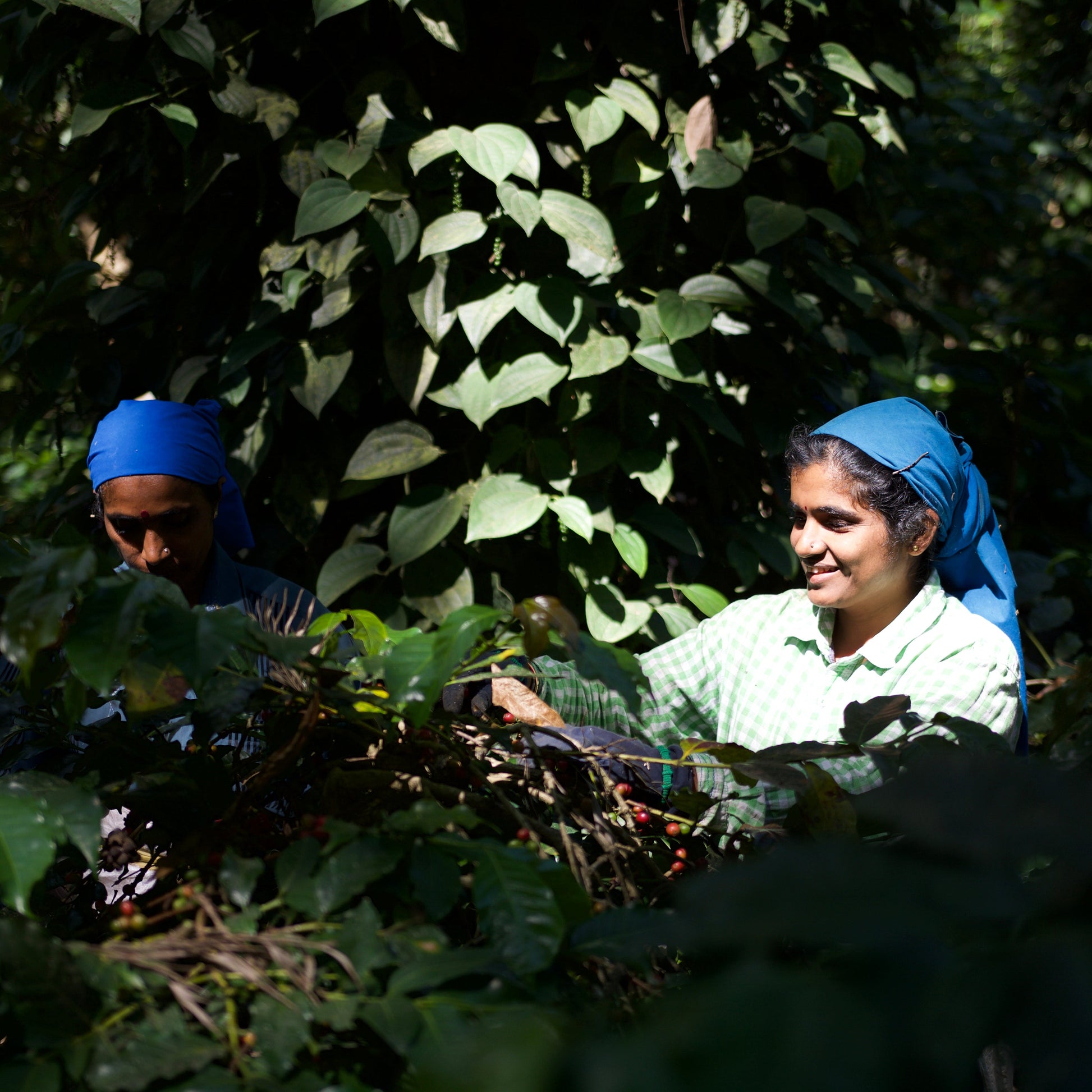 Two women wearing blue headscarves work among leafy green coffee plants, picking ripe berries in a sunlit outdoor setting.