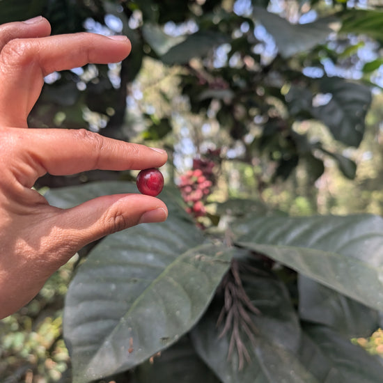 Single origin, Specialty Indian Coffee, Mooleh Manay Excelsa, Coorg Karnataka. Kaveri Special Release