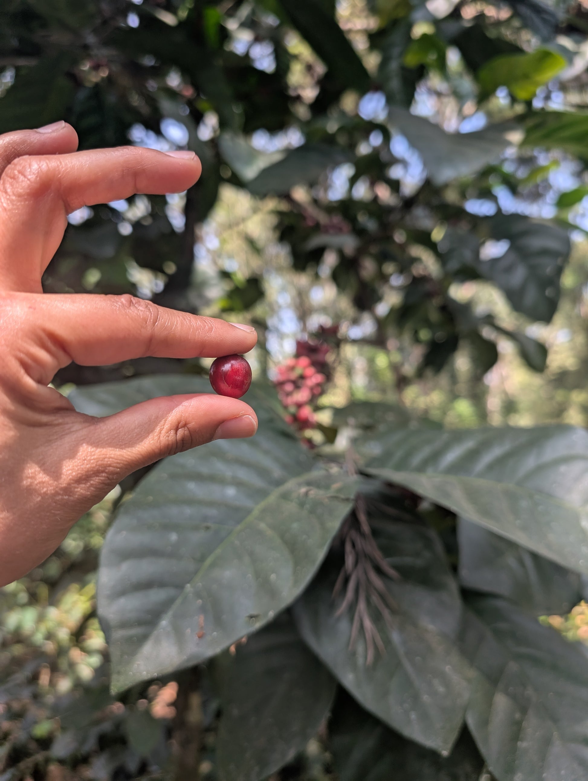 Single origin, Specialty Indian Coffee, Mooleh Manay Excelsa, Coorg Karnataka. Kaveri Special Release