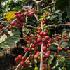 MICROLOT | Varshini Natural