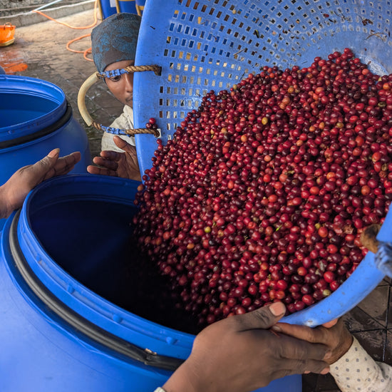 Single origin, Specialty Indian Coffee, Mooleh Manay Excelsa, Coorg Karnataka. Kaveri Special Release