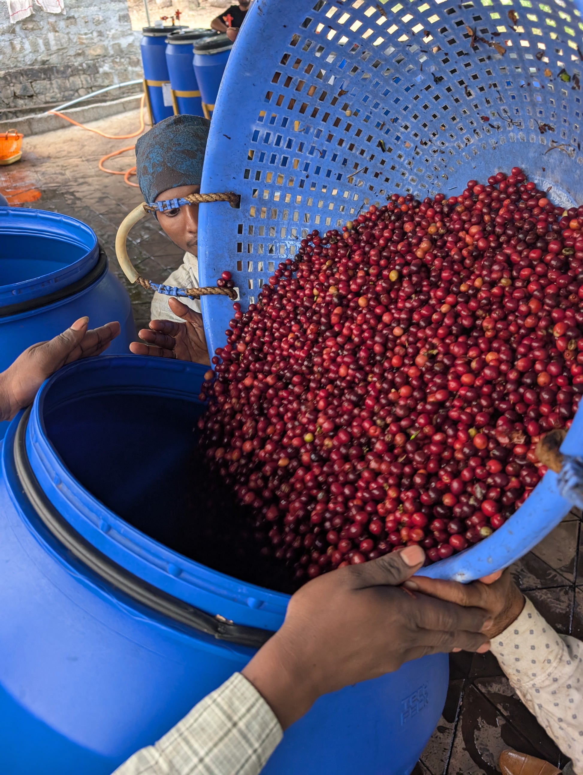Single origin, Specialty Indian Coffee, Mooleh Manay Excelsa, Coorg Karnataka. Kaveri Special Release
