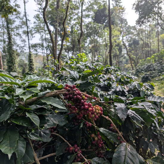 Amruthavarshini estate specialty coffee, Aldur Hobli, Chikmagalur, Karnataka, India. Artisanal specialty coffee producer.