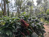 Amruthavarshini estate specialty coffee, Aldur Hobli, Chikmagalur, Karnataka, India. Artisanal specialty coffee producer.