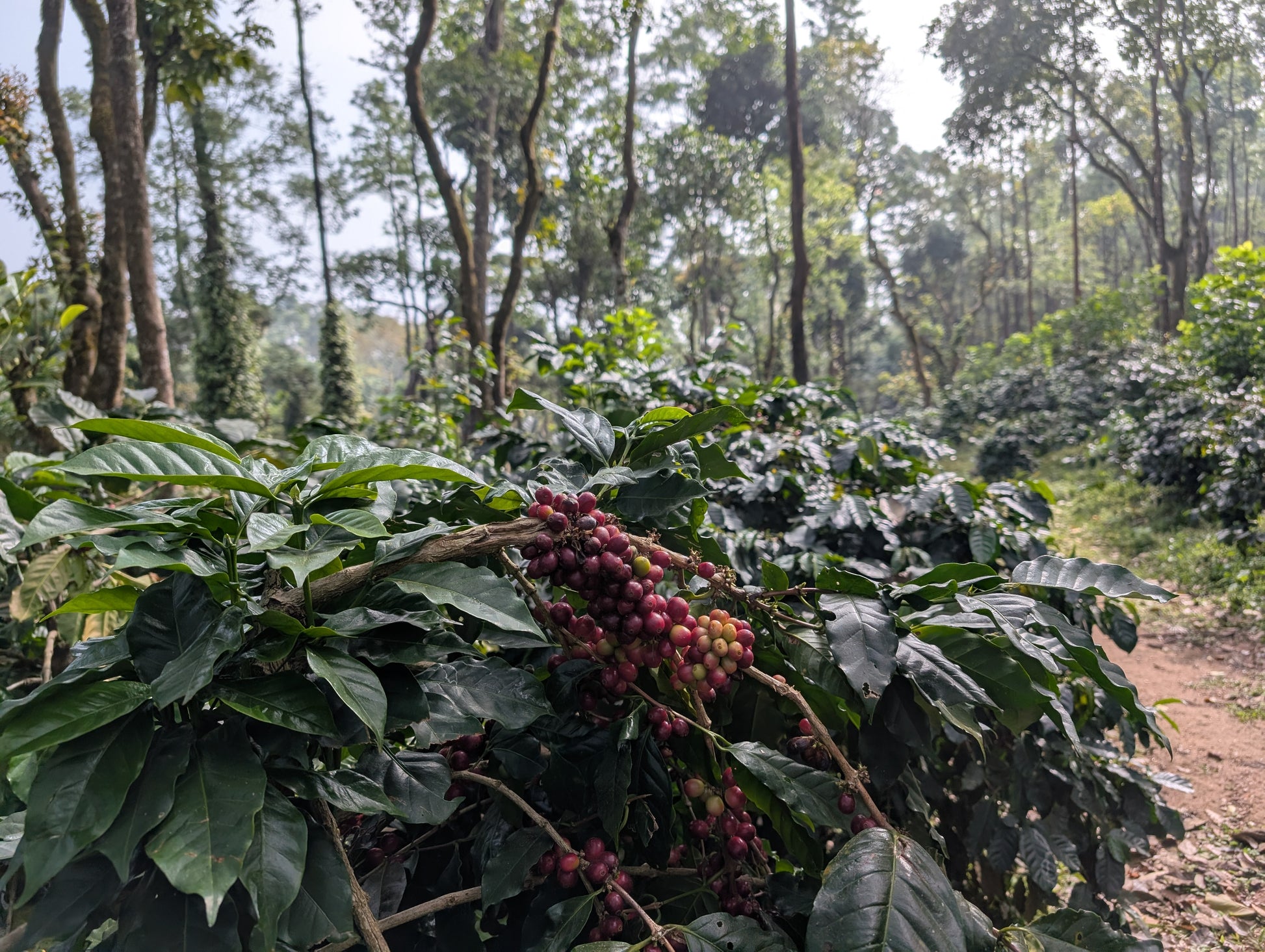 Amruthavarshini estate specialty coffee, Aldur Hobli, Chikmagalur, Karnataka, India. Artisanal specialty coffee producer.