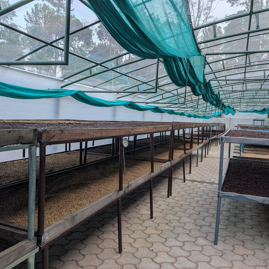 Amruthavarshini estate specialty coffee, Aldur Hobli, Chikmagalur, Karnataka, India. Artisanal specialty coffee producer.