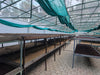 Amruthavarshini estate specialty coffee, Aldur Hobli, Chikmagalur, Karnataka, India. Artisanal specialty coffee producer.