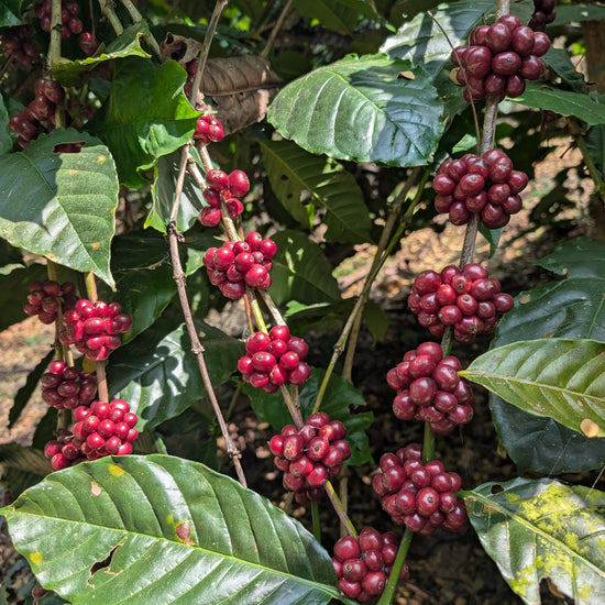 Red coffee berries on a branch with green leaves