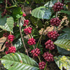 Red coffee berries on a branch with green leaves