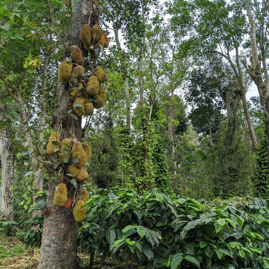 Single origin, Specialty Indian Coffee, Mooleh Manay Excelsa, Coorg Karnataka. Kaveri Special Release