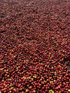 SM Plantation run by Satya Narayan Satapathy, boutique coffee farm in Koraput Odisha 