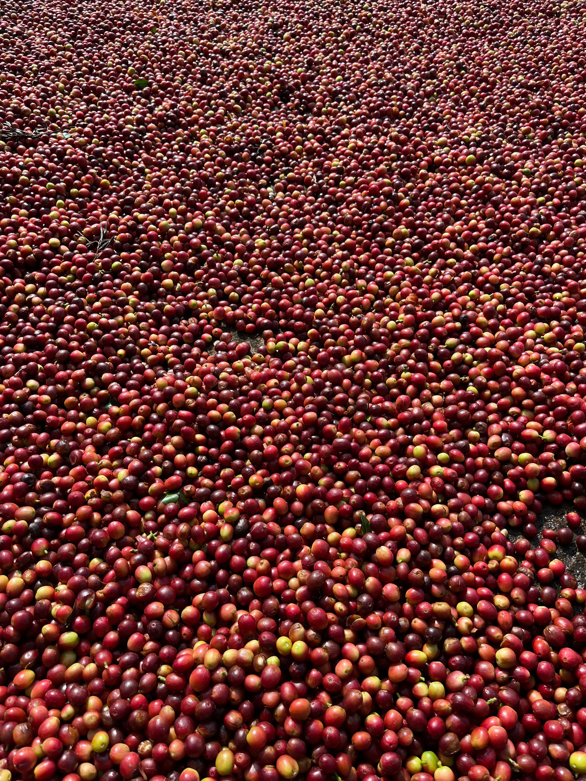 SM Plantation run by Satya Narayan Satapathy, boutique coffee farm in Koraput Odisha 