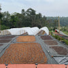 Large outdoor drying beds on a roof or elevated platform covered with black tarps, spread with brown and reddish-brown dried plant material. White arched greenhouse structures and trees are visible in the background under an overcast sky.